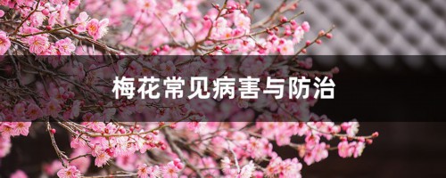 梅花常见病害与防治