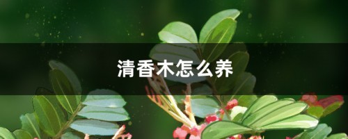 清香木怎么养