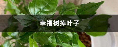 幸福树掉叶子是什么原因，怎么挽救