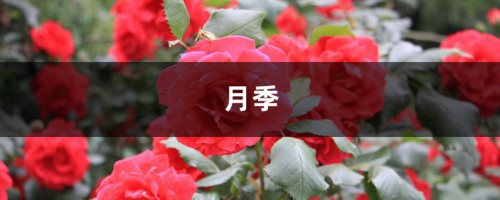 啤酒加点料，栀子月季…连续开花8个月，1次能开100朵！