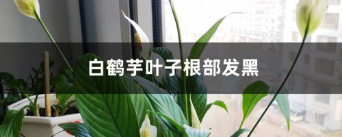 白鹤芋叶子根部发黑的原因