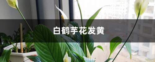 白鹤芋花发黄怎么处理