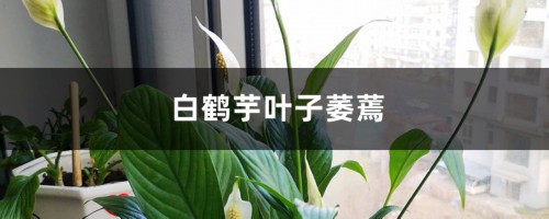 白鹤芋叶子萎蔫怎么办