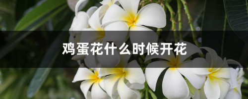 鸡蛋花什么时候开花