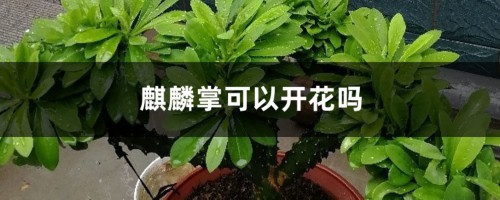 麒麟掌可以开花吗