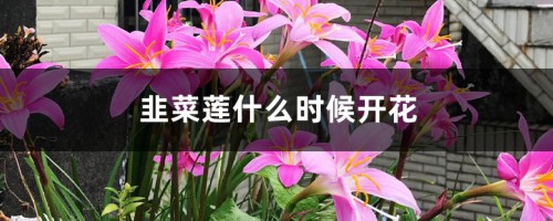 韭菜莲什么时候开花