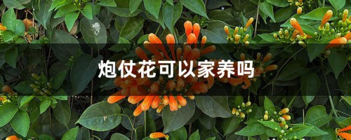 炮仗花可以家养吗