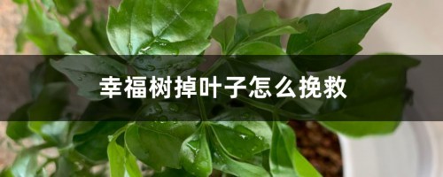 幸福树掉叶子怎么挽救