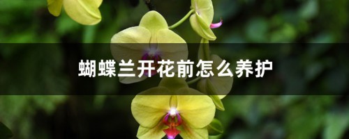 蝴蝶兰开花前怎么养护