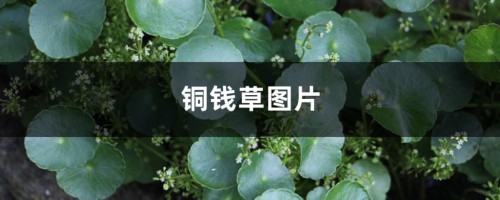 铜钱草图片