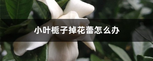 小叶栀子掉花蕾怎么办