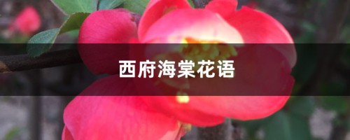 西府海棠的花语是什么，象征意义是什么？