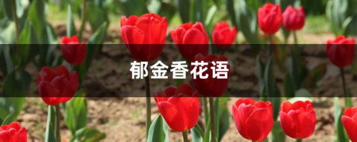 郁金香花语