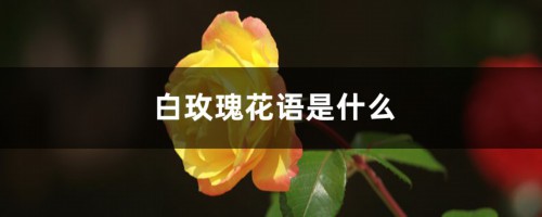 白玫瑰花语是什么