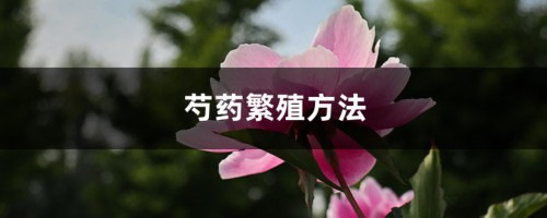 芍药繁殖方法，芍药分株繁殖