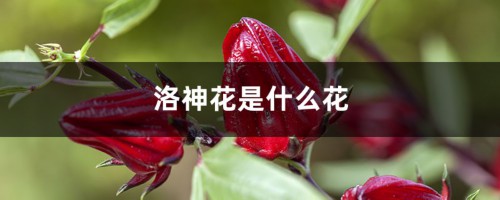 洛神花是什么花，洛神花图片