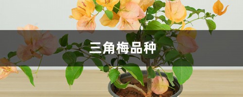 三角梅品种，三角梅图片