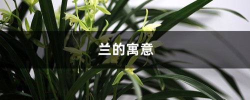 兰的寓意