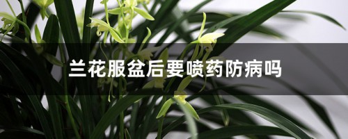 兰花服盆后要喷药防病吗，可以随意搬动吗