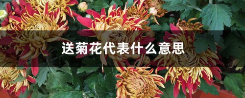 送菊花代表什么意思