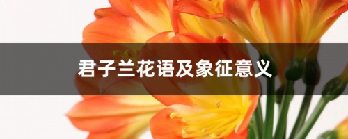 君子兰花语及象征意义