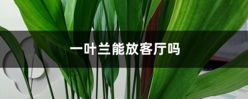 一叶兰能放客厅吗