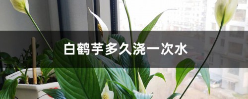 白鹤芋多久浇一次水