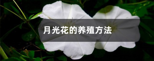 月光花的养殖方法