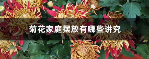 菊花家庭摆放有哪些讲究