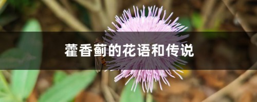 藿香蓟的花语和传说