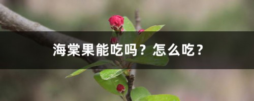 海棠果能吃吗？怎么吃？