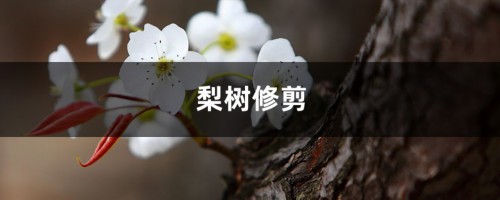 梨树修剪