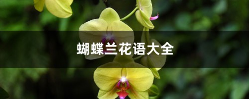 蝴蝶兰花语大全