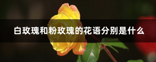 白玫瑰和粉玫瑰的花语分别是什么