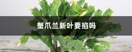 蟹爪兰新叶要掐吗