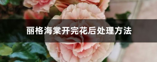 丽格海棠开完花后处理方法