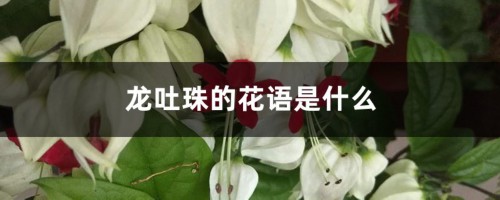 龙吐珠的花语是什么