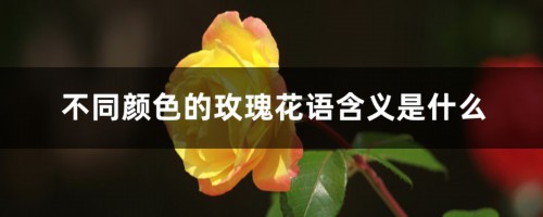 不同颜色的玫瑰花语含义是什么