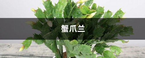 冬天在“蟹爪兰”盆里埋上它，侧边嫩芽冒，花骨朵挂枝头！