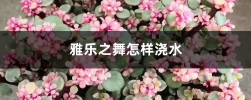 雅乐之舞怎样浇水，什么时候浇水