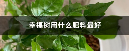 幸福树用什么肥料最好，多久施一次肥