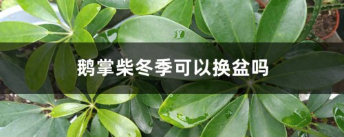 鹅掌柴冬季可以换盆吗，冬季怎么养茂盛