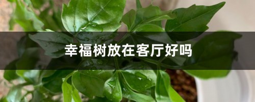 幸福树放在客厅好吗