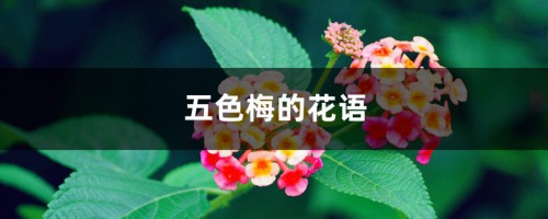 五色梅的花语