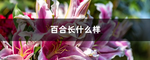 百合长什么样