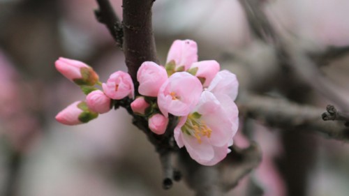 杏花和桃花的区别