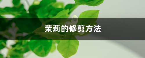 茉莉的修剪方法