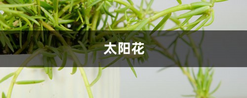 死不了的太阳花，掐个枝把脸盆都撑爆,10个品种你都没见过！