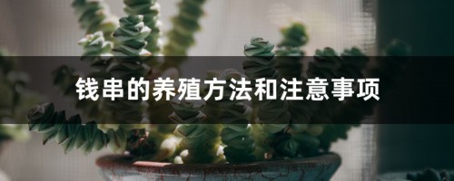 钱串的养殖方法和注意事项