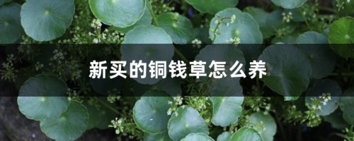 新买的铜钱草怎么养